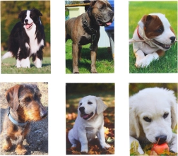 Lille notesbog Hund 40 ark