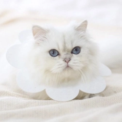 Blød beskyttelseskrave til dyr - hvid, størrelse L