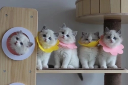 Blød postoperativ beskyttelseskrave til kæledyr – lyserød, størrelse L