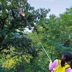 Frugtplukker med kurv og pose til teleskopstang