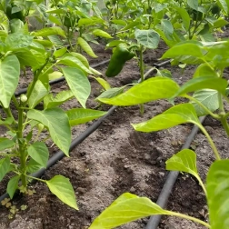 Drypslange 16 mm, afstand 33 cm, 100 m