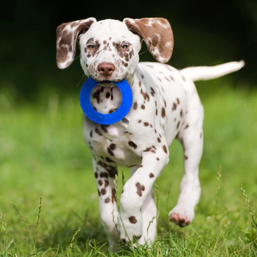 Kontrasterende farver for nem sporing