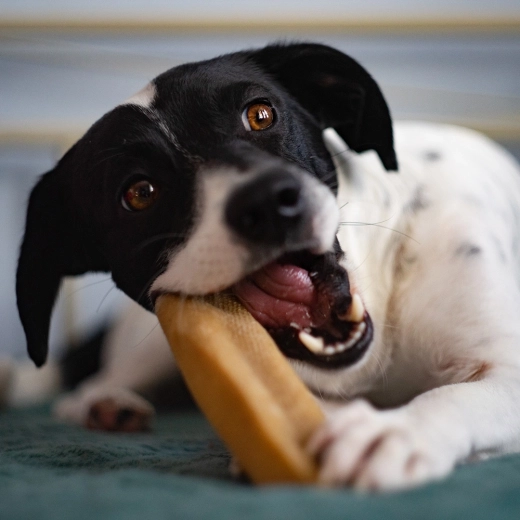Naturlig, hård og langvarig tyggeunderholdning