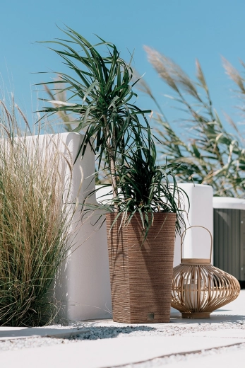 Elegant rattan‑træ tekstur