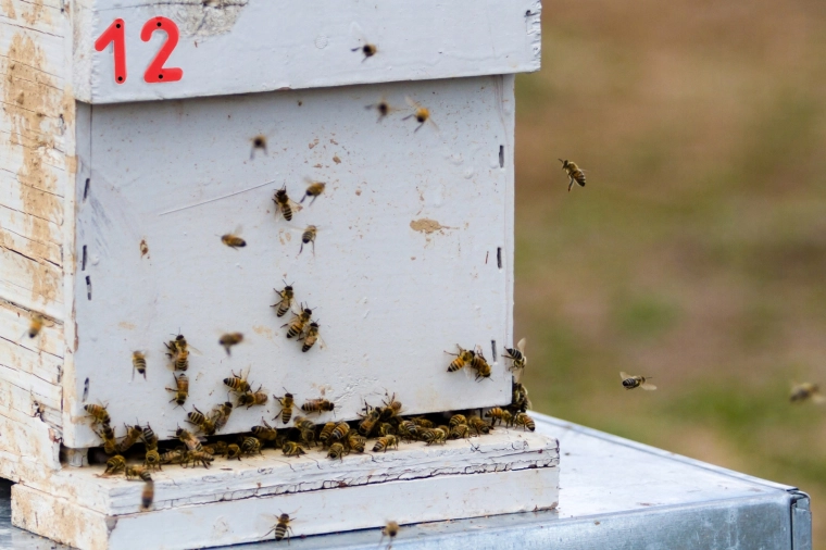 Klar synlighed i bigården