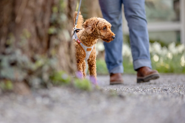 Sikkerhedsdetaljer: refleks og DogFinder ID