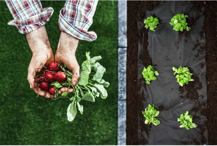 Rene bede og sunde planter