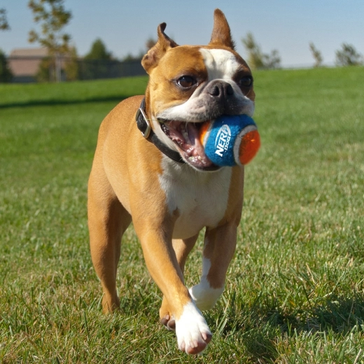 Høj holdbarhed og fremragende bounce