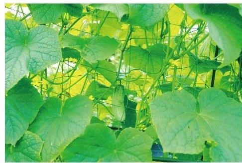 Solid støtte til sund vækst