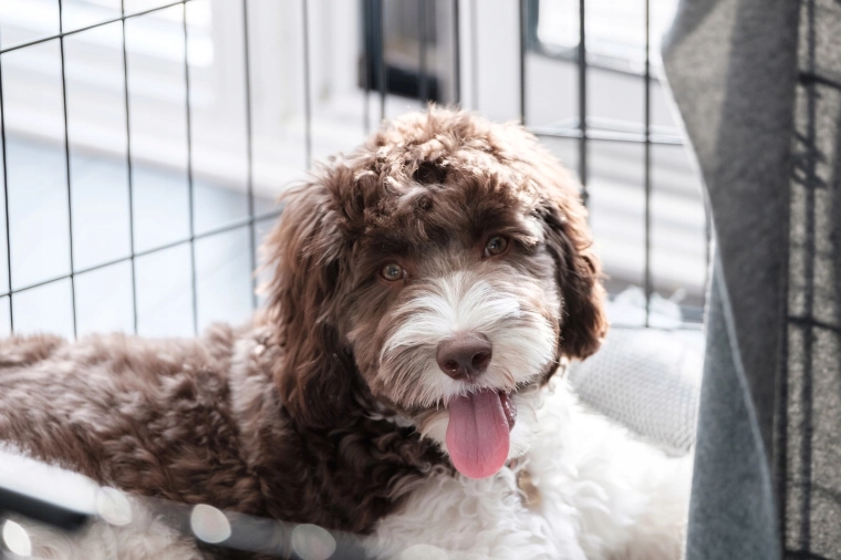 Komfortabel plads til hvile for mellemstore hunde