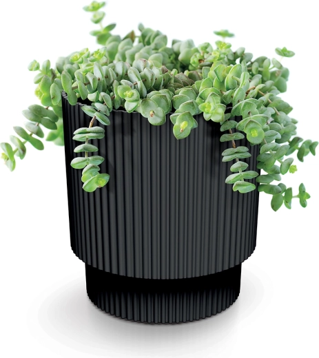 Ideel til stueplanter