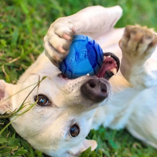 En duft, der inviterer til leg