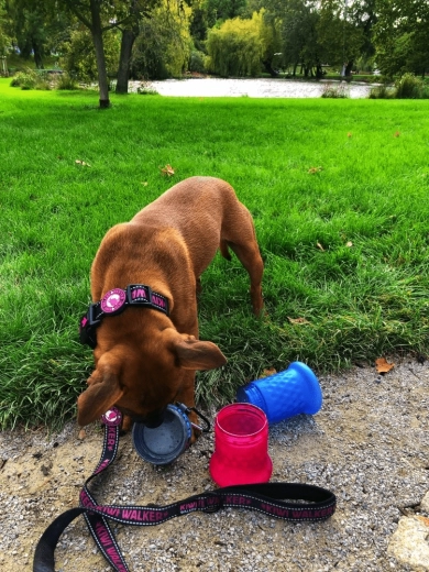 Rejseskål på et øjeblik