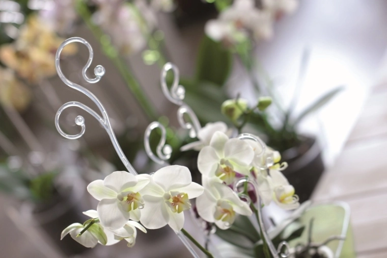 Sikker støtte til orkidéer