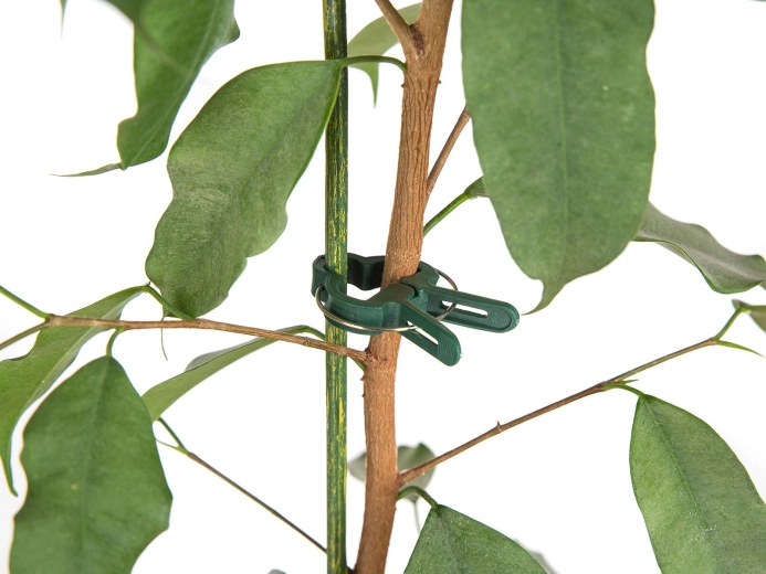 Hurtig og skånsom fastholdelse af stængler