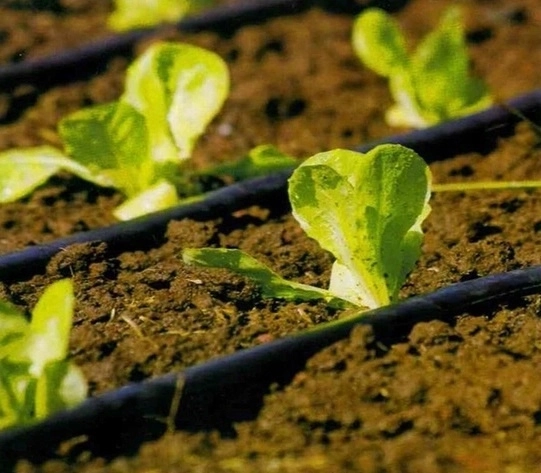 Målrettet drypvanding for sund vækst