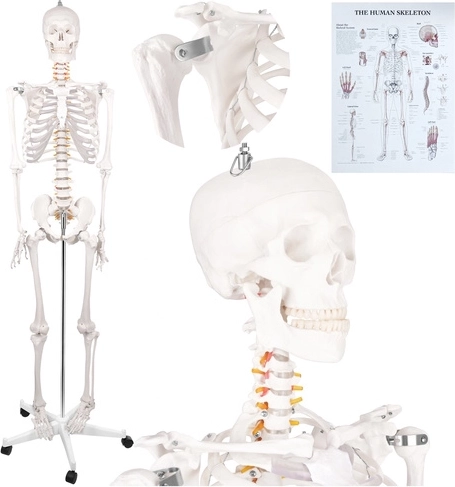 Anatomisk menneskeskelet Glimz 170 cm