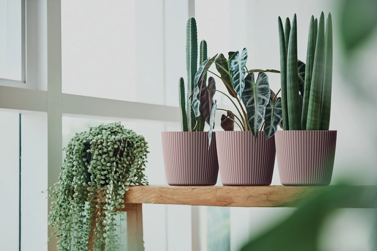 Ideel til mindre planter og krydderurter