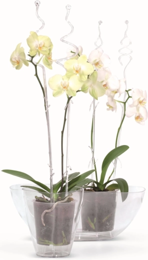 Ideel til dyrkning af orkidéer
