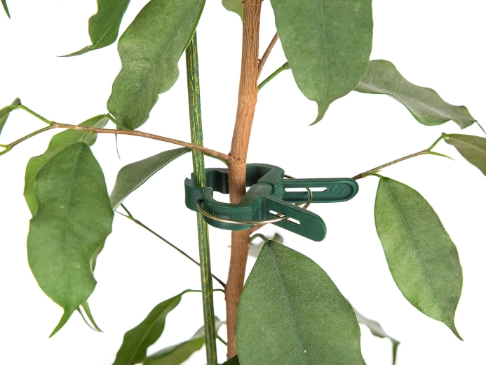 Stærk og skånsom fastgørelse af stængler