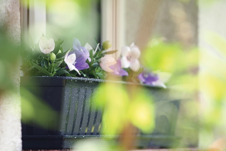 Ideel til blomster og krydderurter