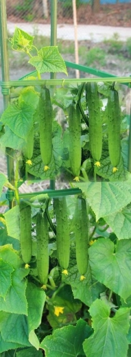 Ideel til klatrende afgrøder