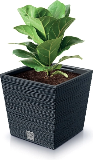 Praktisk form for plantestabilitet