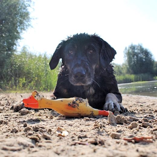 Klar gul farve for nem genfinding