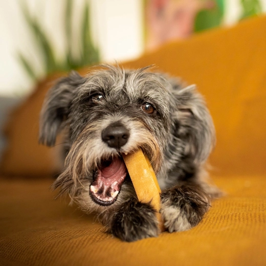 Ideel størrelse til små og mellemstore hunde