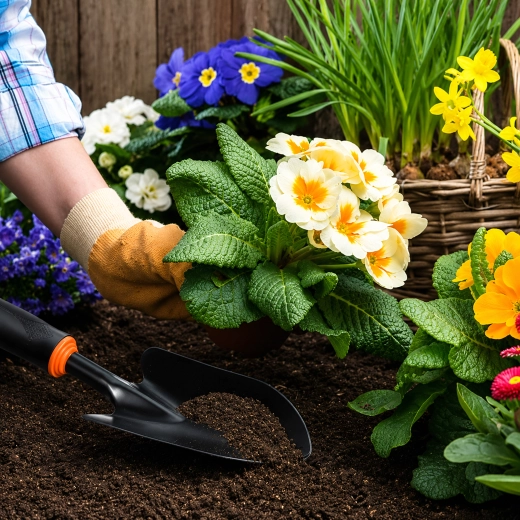 Ideel til plantning og ompotning