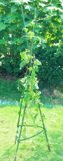 Stabilitet og plads til vækst