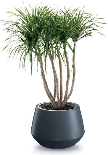 Moderne antracitlook