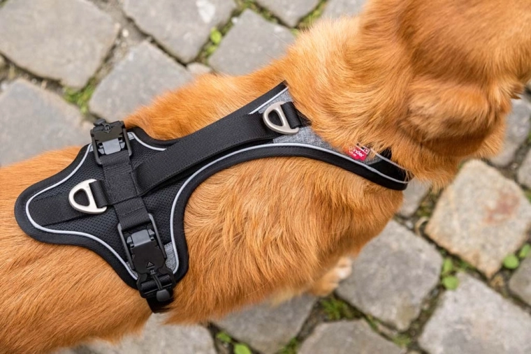 Sikkerhed i mørke og bedre kontrol over hunden