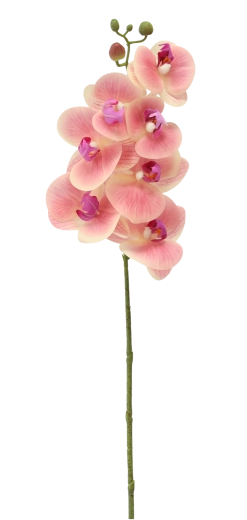 Vedligeholdelsesfri og altid friskt udtryk