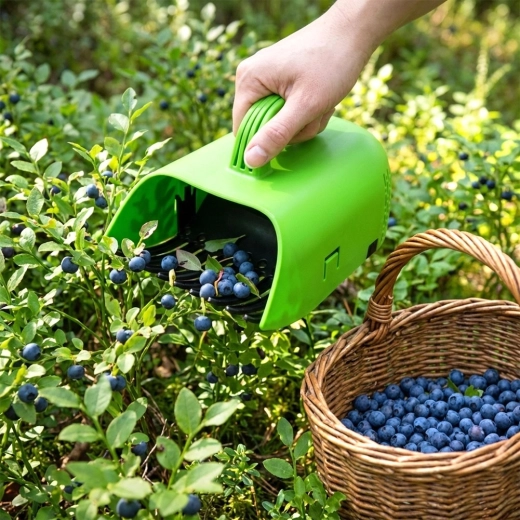 Rene bær uden blade og stilke