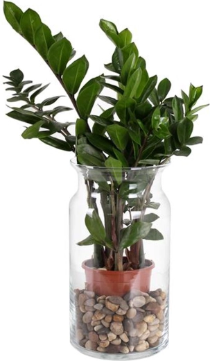 Glasvase Bose 15,5 × 29,5 cm