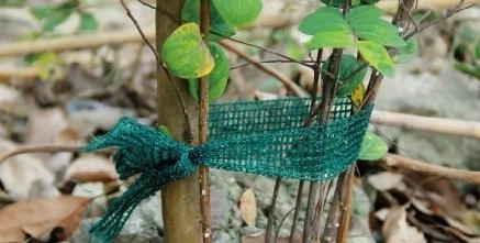 Sæt med 3 bånd til opbinding af planter, længde 3 m