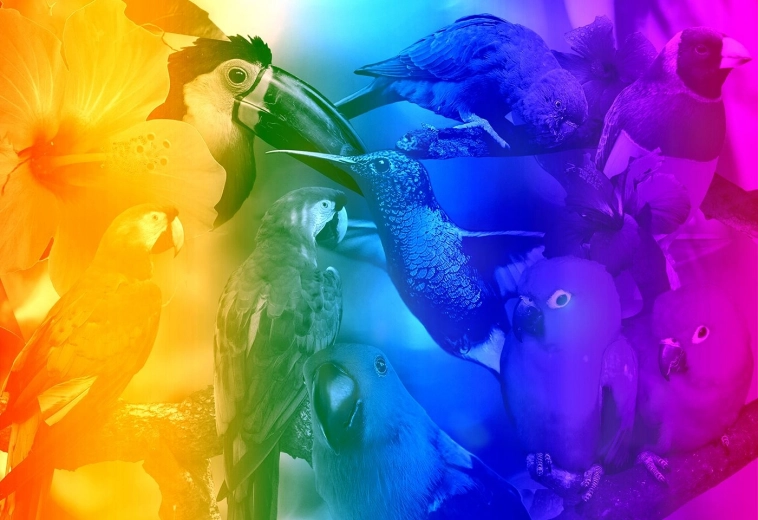 Træ 3D-puslespil Fugle med gradient M - 200 brikker