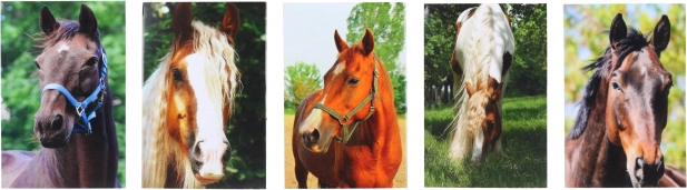 Notesblok med hestemotiv MINI 40l, 6x8,5 cm