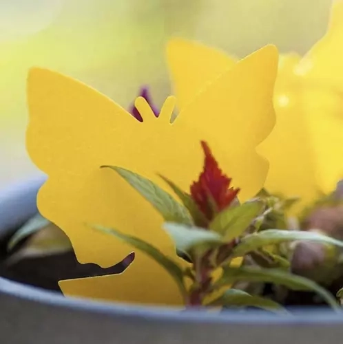 Gule klæbefælder til insekter 12 stk