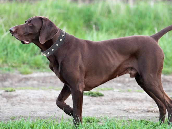Stilfuldt hundehalsbånd med nitter