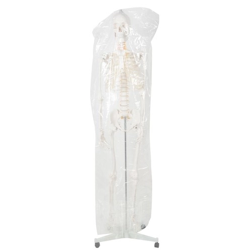 Menneskelig skelet - 170cm Malatec 22583