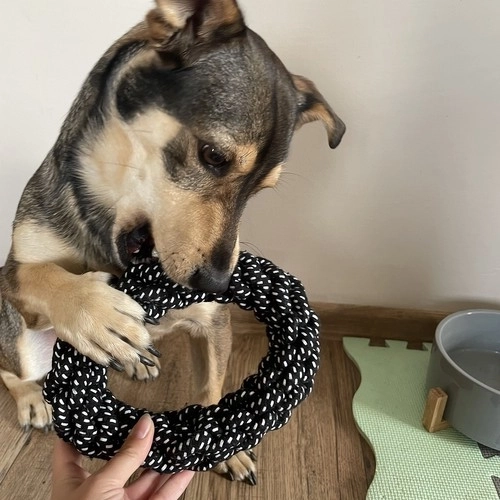 Sæt legetøj til hunde - 10 stk. Purlov 24388