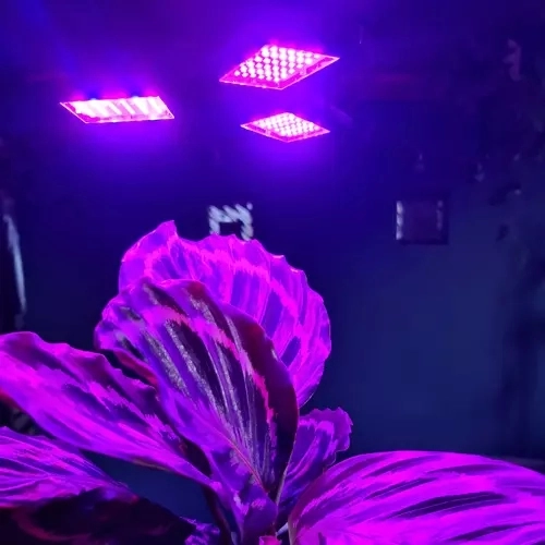 Dobbeltkanals LED-spektrum til vækst og blomstring