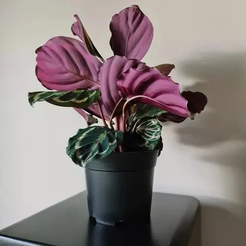 Sæt sorte plastblomsterpotter - 500 stk