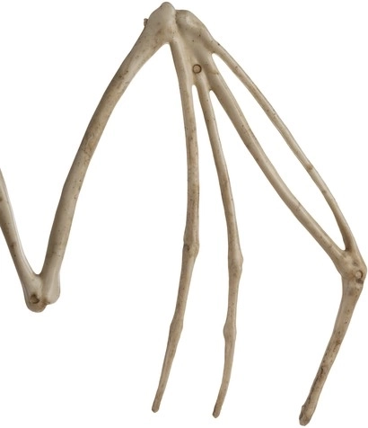 Autentisk skeletlook