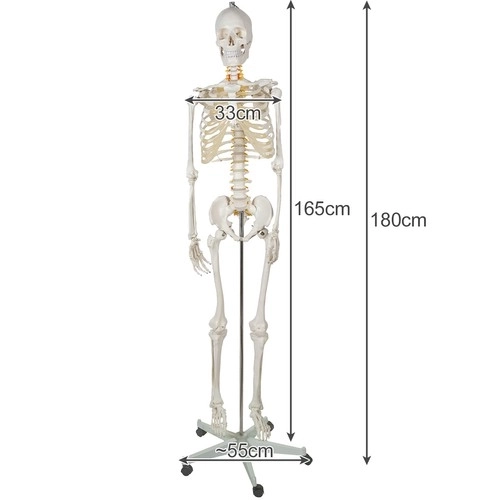 Menneskelig skelet - 170cm Malatec 22583
