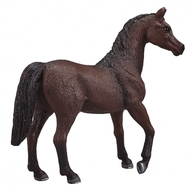 Mojo arabisk hingst
