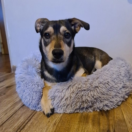Grå, lodden hundekurv - 60 cm