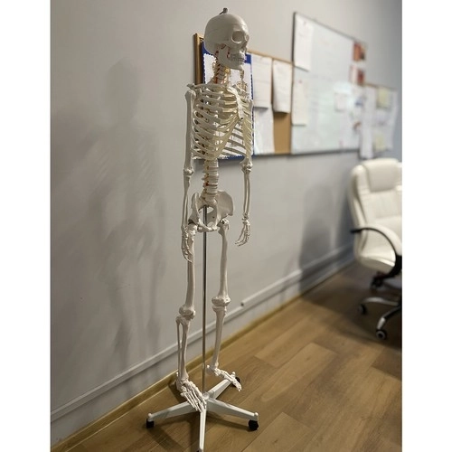 Menneskelig skelet - 170cm Malatec 22583